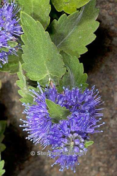 caryopteris incana 6 graphic